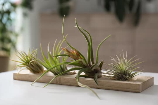 Air Plants