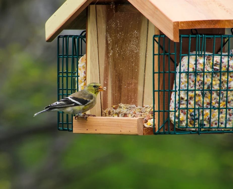 Bird feeders