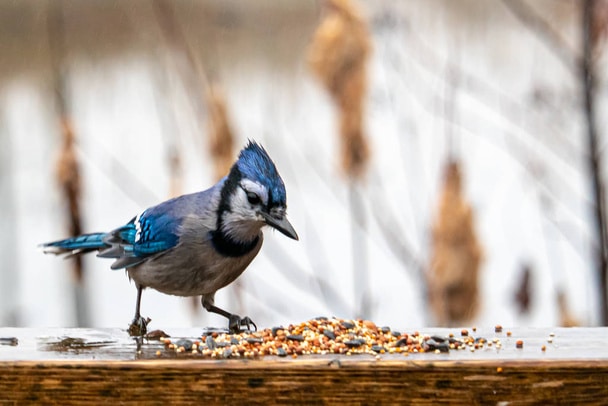 Bird seed