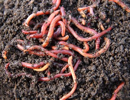 Composting earthworms