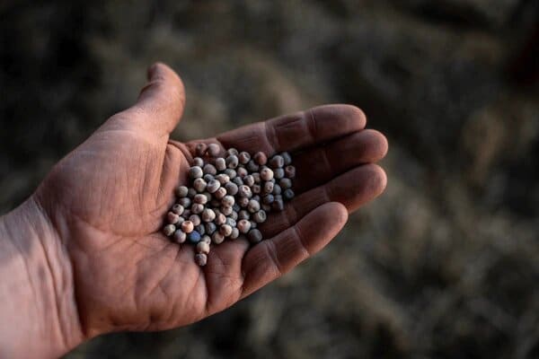 Cover crop