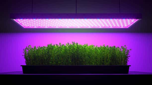 Grow lights