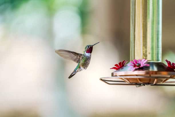 Hummingbird food