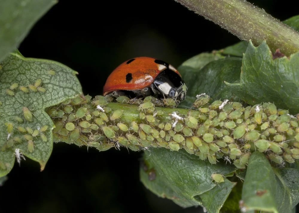 Ladybugs