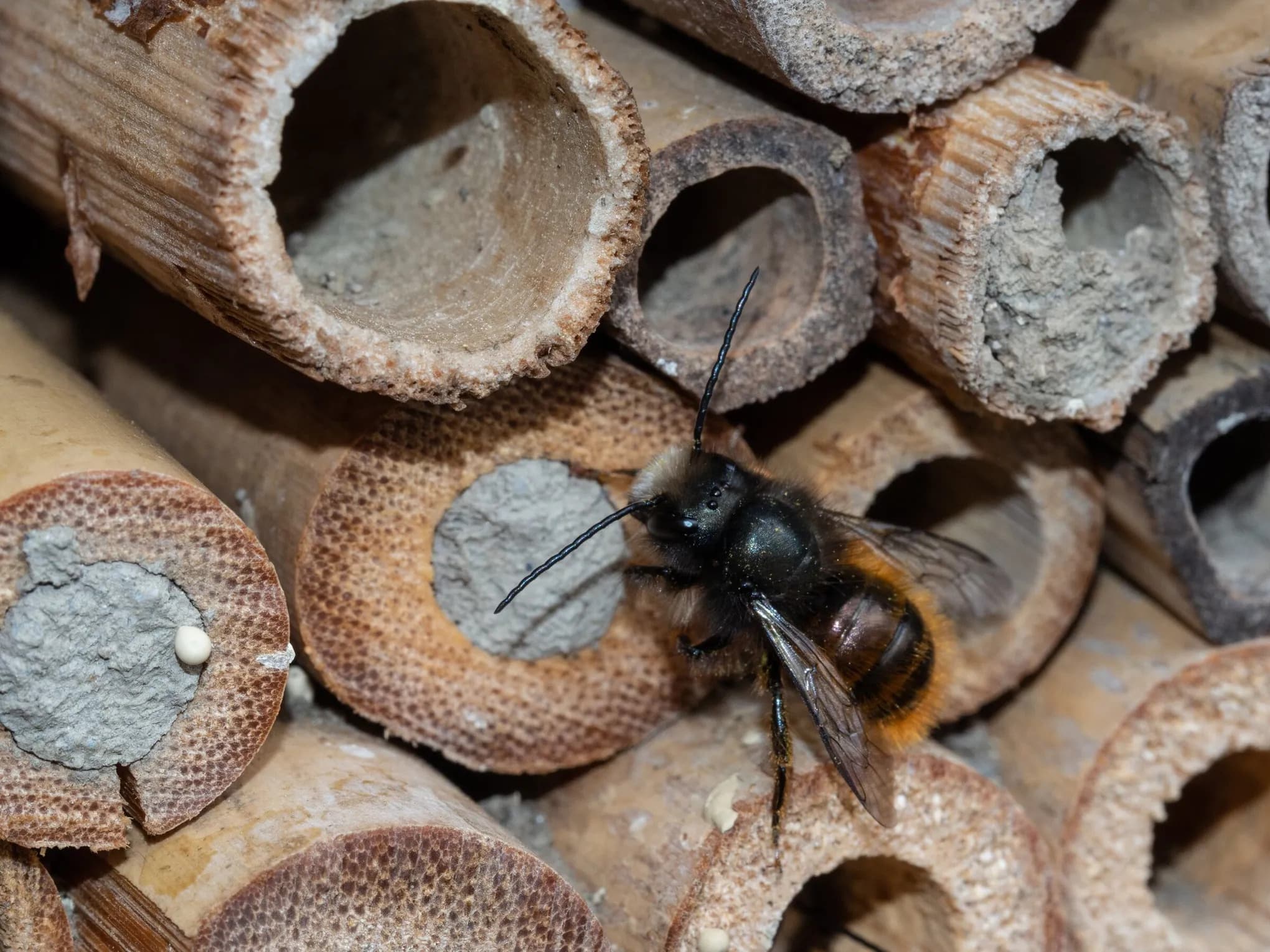 Mason Bees