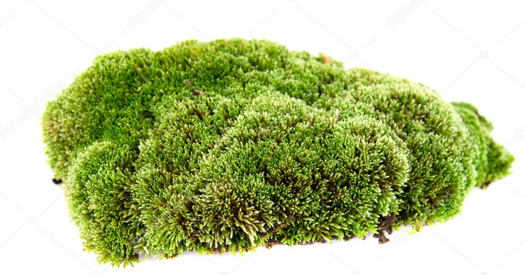 Moss Control