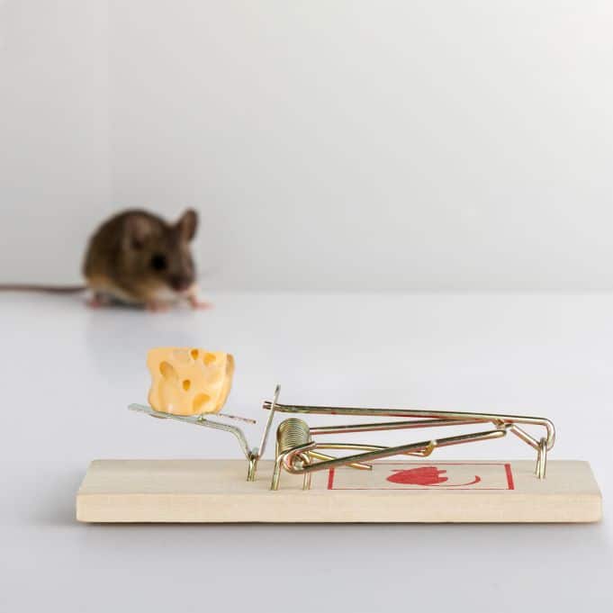 Rat and mouse traps