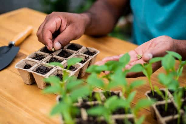 Seed Starting Supplies