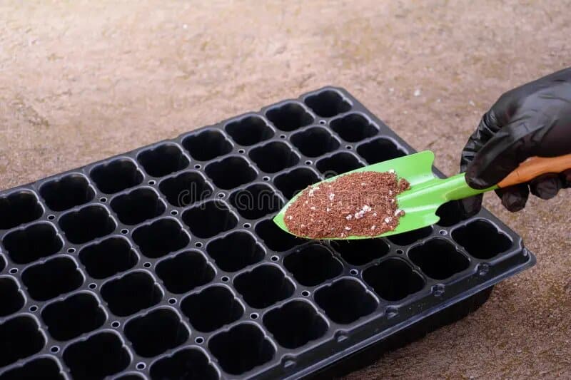 Seed trays