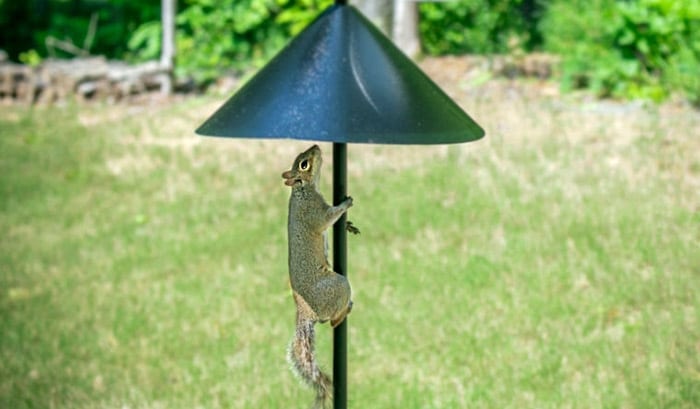 Squirrel baffles