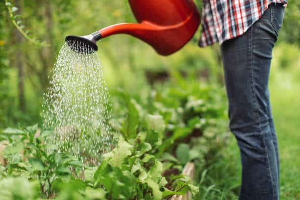 Watering Supplies